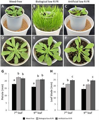 Plant competition cues activate a singlet oxygen signaling pathway in Arabidopsis thaliana